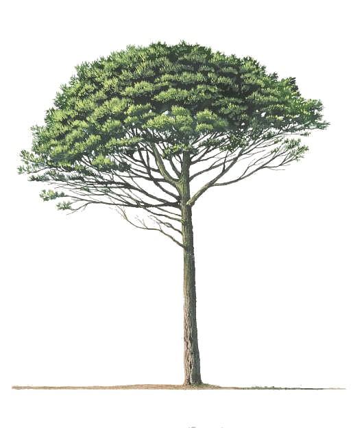 Gynmosperms appeared before angiosperms, about 300 million years ago. Their most representative characteristics are: a) All are woody plants.