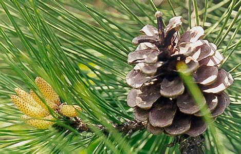 The flowers of the conifers lack petal and sepals and are unisexual. The female inflorescences are called pine cones. Conifers do not form fruit.