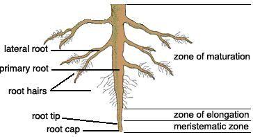 The structure of all spermatophyte plants present three basic parts: roots, stems and leaves. The root.