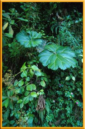 2 Biomes Tropical Rain Forest Warm temperatures, wet weather, and lush plant growth are found in