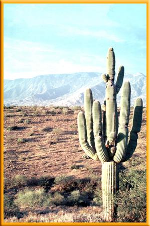 2 Desert Biomes Most deserts are covered with a thin, sandy, or gravelly soil that