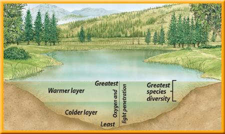 3 Aquatic Ecosystems Lakes and Ponds Lakes are larger and deeper than ponds.