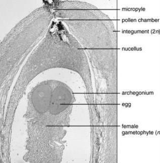 Nucelus Integument Megasporangia Station 31 Pine Ovule within a Mature Archegonium Study a slide of a pine ovule with a mature archegonium