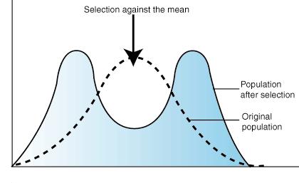 3. Disruptive Selection when individuals at either end have a higher fitness and individual near the middle of the curve are selected
