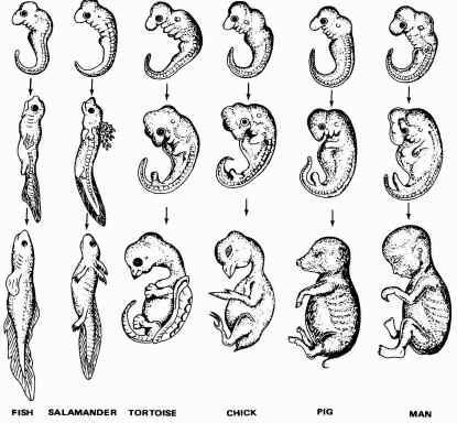 3. Support for Evolution: Comparative embryology