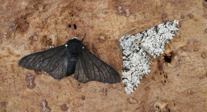 Peppered Moth: Natural Selection The light colored form was the predominant form in England prior to the Industrial Revolution. Around the middle of the 19 th century the darker form began to appear.