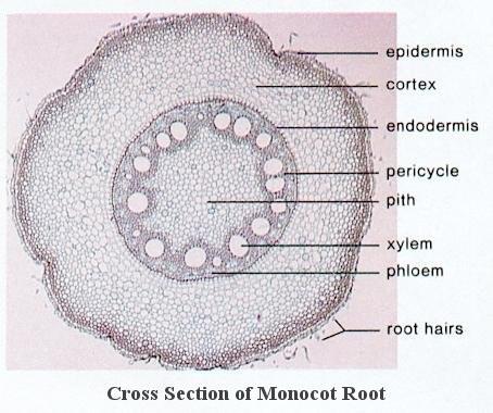ring develops between the xylem and phloem.