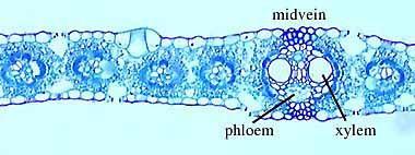 The adaxially placed palisade parenchyma is made up of elongated cells, which are arranged vertically and parallel to each other.