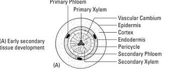 the cell wall. The cells of secondary cortex are parenchymatous. Phellogen, phellem, and phelloderm are collectively known as periderm.