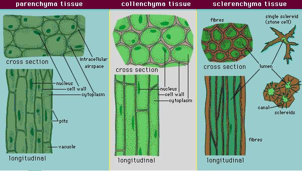 (b). Intercalary Meristem: They are found between mature tissues. They occur in grasses and regenerate parts removed by the grazing herbivores.