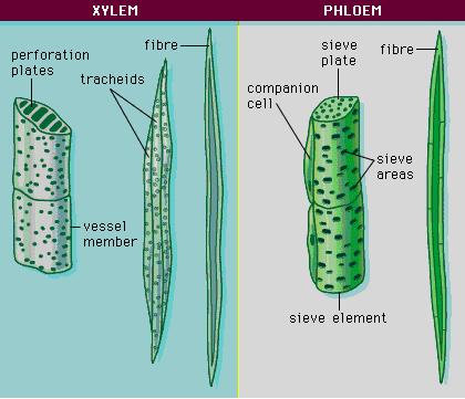 Xylem parenchyma cells are living and thin-walled, and their cell walls are made up of cellulose. They store food materials in the form of starch or fat, and other substances like tannins.