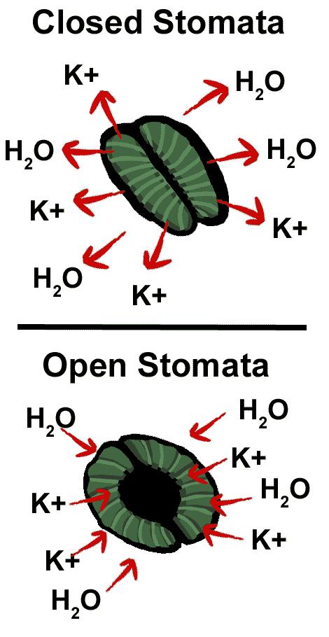 Stomata are structures present in the epidermis of leaves. Stomata regulate the process of transpiration and gaseous exchange. Each stoma is composed of two beanshaped cells known as guard cells.