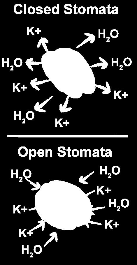 Potassium ions move out of the vacuole and out of the cells. 2. Water moves out of the vacuoles, following potassium ions. 3. The guard cells shrink in size. 4. The stoma closes. Stomatal opening 1.