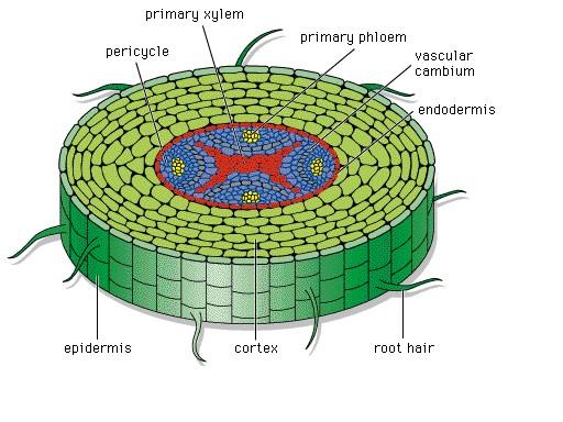 2. The Ground Tissue System All tissues except epidermis and vascular bundles constitute the ground tissue. It consists of simple tissues such as parenchyma, collenchyma and sclerenchyma.
