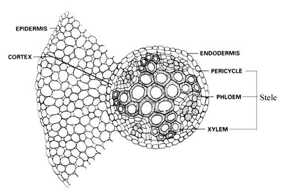 radius of vascular bundles. Such vascular bundles are common in stems and leaves. The conjoint vascular bundles usually have the phloem located only on the outer side of xylem.