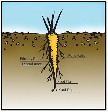 Plant Structures: Roots Segment 1. Roots Are usually Anchor plants in soil Absorb water and Can store food for plant 2. Root Tissues epidermis vascular cylinder or 3.