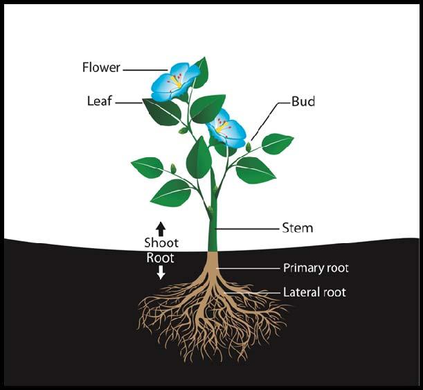 6. Fibrous Root System Are found in most Consists of an extensive mass of, widely spread roots Monocots: flowering plants with only one seed cotyledon 7.