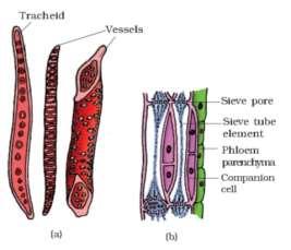 5 Fig: (a) Xylem (b) Phloem tissues THE TISSUE SYSTEM On the basis of their structure and location, there are three types of tissue systems.