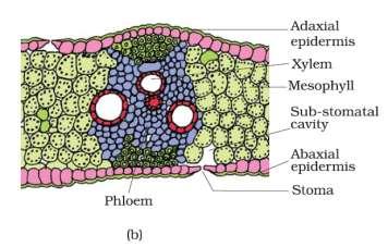 parenchymatous cells present between the upper and the lower epidermis. it possesses chloroplasts and carry out photosynthesis.