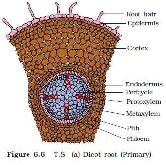 Anatomy of Dicotyledonous root Epidermis root hair cortex ( Parenchyma ) endodermis suberin layer as casparian strips Pericycle (lateral roots) pith