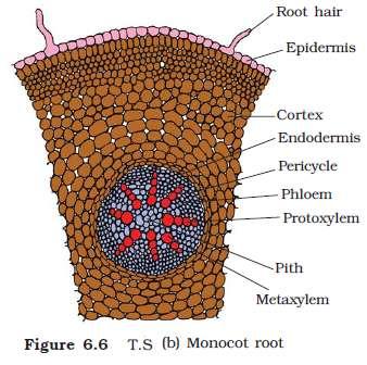 Monocotyledonous root No cambium in the vascular bundles.