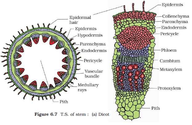 Dicotyledonous stem Epidermis, cuticle, trichomes, hypodermis (collenchymas) Cortical layer ( parenchyma ) endodermis(starch sheath)