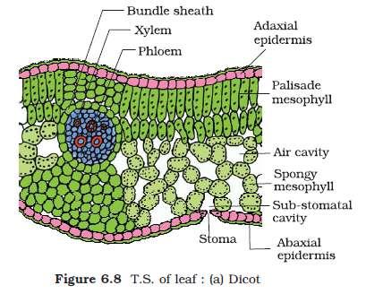 Dorsiventral leaf /dicot leaf: Epidermis are adaxial epidermis (upper) and abaxial epidermis (lower) Cuticle stomata is more on lower epidermis Mesophyll it has two types of