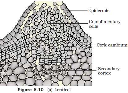 Cork cambium: Cortical and epidermis layer get broken Replaced to provide new protective cell layers Cork