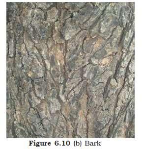 cork / phellum Inner cells form secondary cortex / phelloderm Bark - soft early bark formed early in the