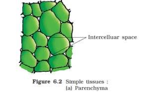 Simple tissues Made up of only one type of cells Parenchyma - Major component within organs Isodiametric,spherical, oval,round