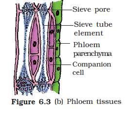Phloem - (transports food material) Sieve tubes- long, tube like, perforated, forms sieve plates Companion cells pit is present, helps in maintenance of