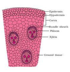 layer formed from the middle or inner part of the cortex become meristematic and acts as phellogen or cork cambium.
