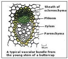1) Parenchyma: It is living tissue. It occupies the major part of the plant body and the cells are isodiametric. They may be spherical, oval, polygonal or elongated in shape.