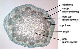 as semilunar patches of sclerenchymatous above the vascular bundles with intervening masses of parenchyma. ii) Vascular bundles: About 15 20 vascular bundles are arranged in the form of a ring.