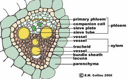 1) Epidermis: It is the outermost layer composed of rectangular or tubular living cells arranged closely and compactly without intercellular spaces.