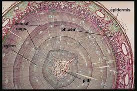 Periderm : Due to the formation of secondary vascular tissues inside the stele, a pressure is cortex on the epidermis causing it to rupture.