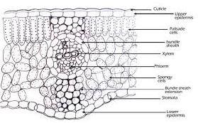 Guard cells 1. They are bean or kidney shaped. 2. They possess chloroplasts. 3. They are smaller. 4. Cell walls of guard cells are not uniform and thicker. Epidermal cells 1. They are barrel shaped.