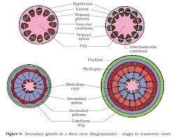 LONG ANSWER TYPE QUESTIONS 1. Explain the process of secondary growth in the stems of woody angiosperms with the help of schematic diagrams. What is its significance? A. Formation of cambium ring: In the primary structure of dicot stem, the stele shows vascular bundles in the form of a ring.