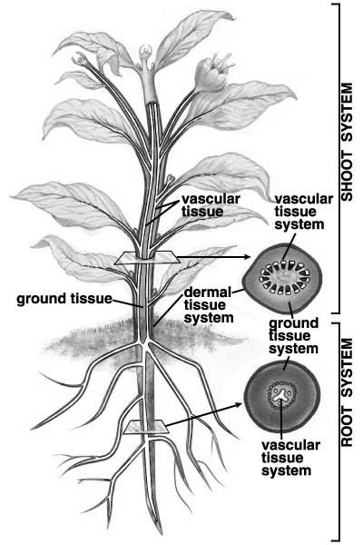 Tissue Systems in Plants: 1) Dermal Tissue System Outer surface