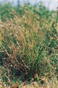 Buffalo Grass Prairie Plant Adaptations