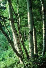 htm Temperate Deciduous forest Plant adaptations More diversity in the