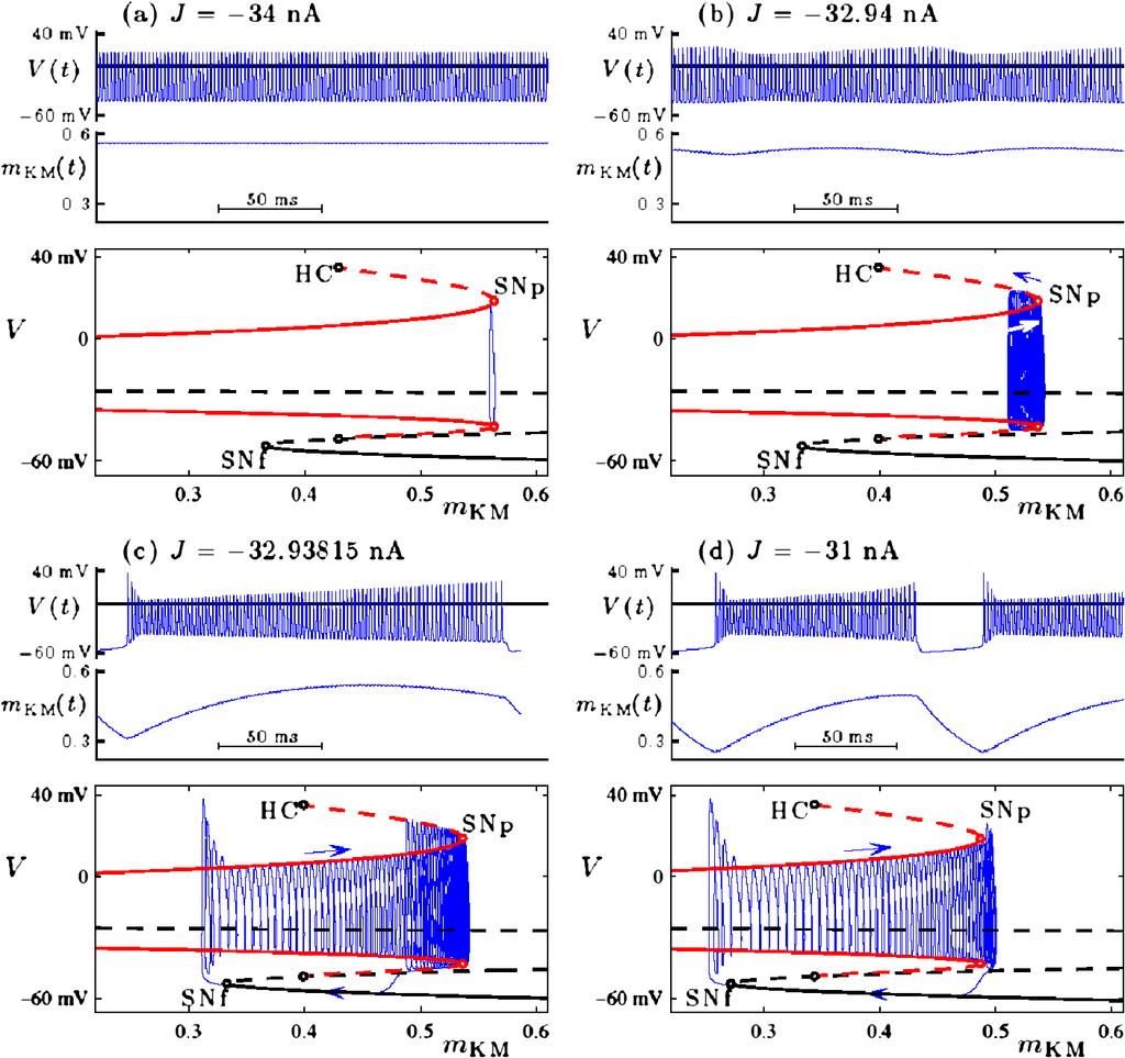 Page 8 of 30 Burke et al. Fig. 2 Dynamics of the Purkinje cell model (Equations 3a-3e) at several values of J : (a) rapid spiking, at J = 34 na; (b) AM spiking or headless torus canard, at J = 32.