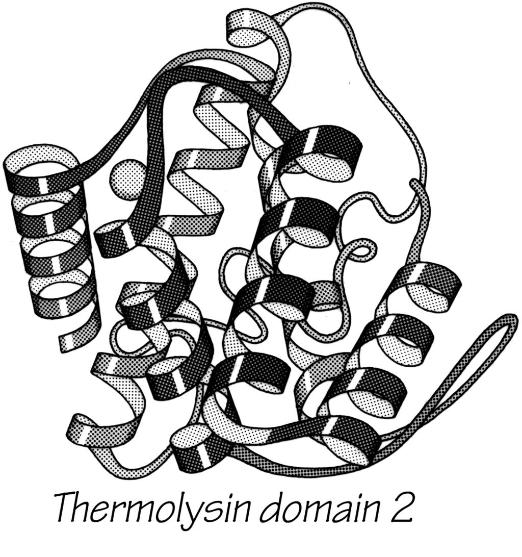structure can be helical, and only seven proteins are known that have no helix whatsoever. Figure 14 shows the second domain of thermolysin, a structure that is predominantly α-helical. FIG. 14. Schematic drawing of the backbone of an allhelical tertiary structure: domain 2 of thermolysin.