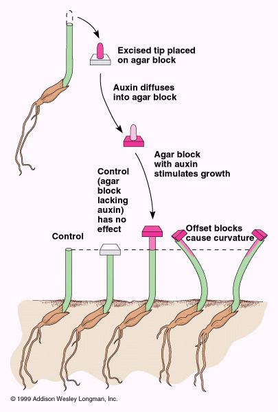 Auxin Control Auxin stimulates growth Auxin block on right causes cells to elongate and