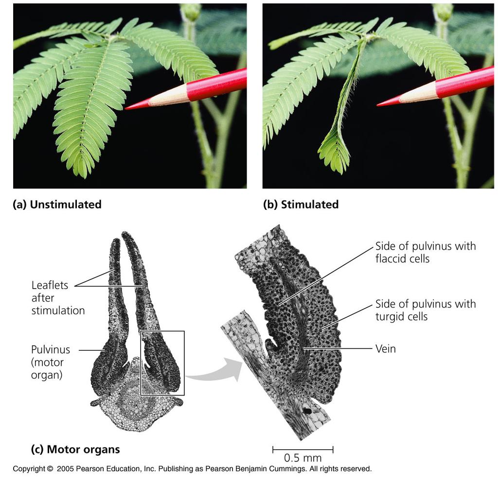 Plant Movement Rapid Leaf Movement (39.