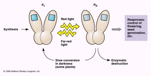Phytochromes Function as photoreceptors / red (660nm)