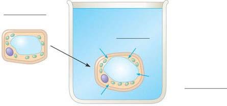 If the same flaccid cell is placed in a solution with a lower solute concentration The cell will gain water and become turgid Initial flaccid cell: ψ P = 0 ψ S