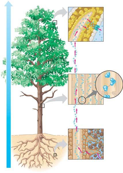 Ascent of xylem sap Outside air Ψ = 100.0 MPa Leaf Ψ (air spaces) = 7.0 MPa Leaf Ψ (cell walls) = 1.0 MPa Trunk xylem Ψ = 0.