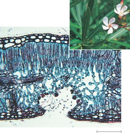 The stomata of xerophytes Are concentrated on the lower leaf surface Are often located in depressions that shelter the