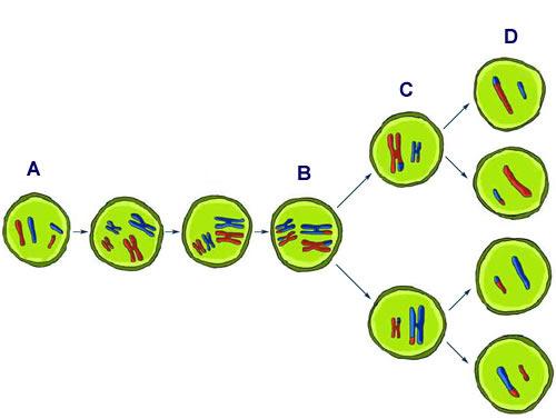 Why Mitosis? Some organisms can combine any of the three processes. Ex.